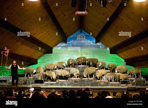 New Zealand North Island Rotorua Sheep Show At The Agrodome Stock