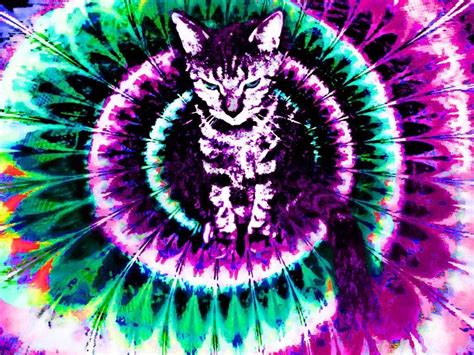 Trippy Cat Wallpapers Top Free Trippy Cat Backgrounds Wallpaperaccess