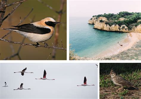 Portugal Birding And Nature Tour 2021 Lisbon Alentejo Algarve