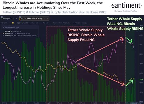 Bitcoin Whales Accumulating Btc At Current Prices What Do They Know