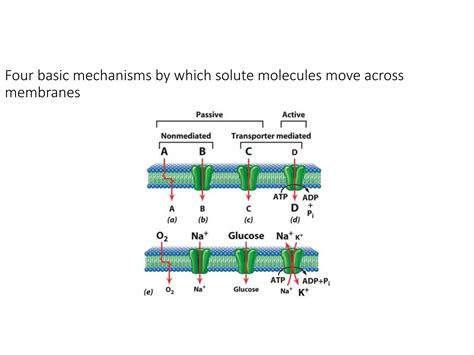 PLasma_membrane_transport_lecture__.pptx