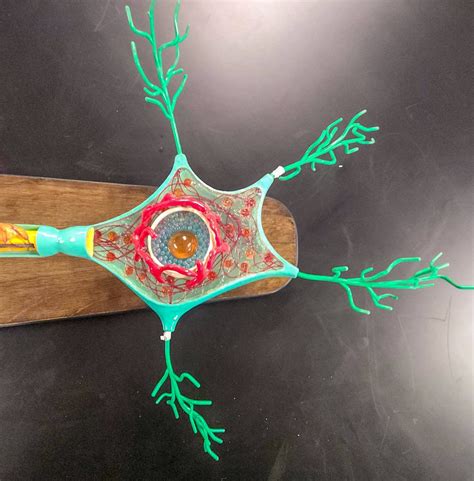 Neuron Cell body Close Diagram | Quizlet