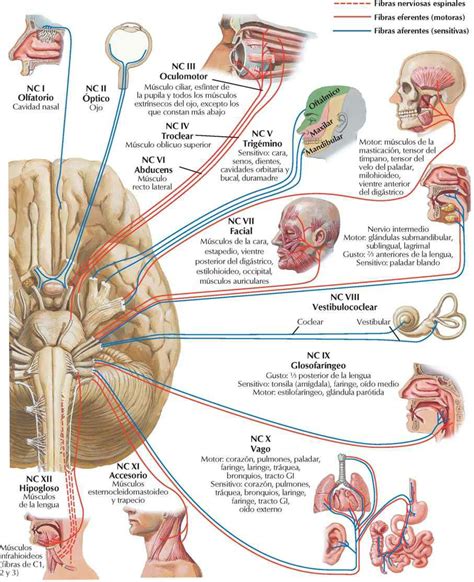 Cuadro Comparativo Nervios Craneales Esquemas Y Mapas Conceptuales De