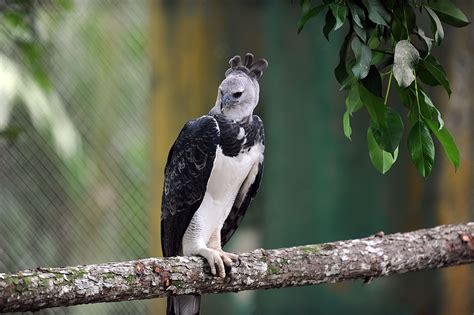 Top Imagen Aguila Arpia En Peligro De Extincion En Venezuela