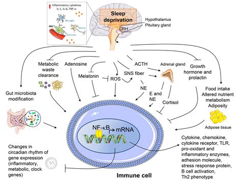 How Does Sleep Affect Immune Related Disease Risk Research Outreach