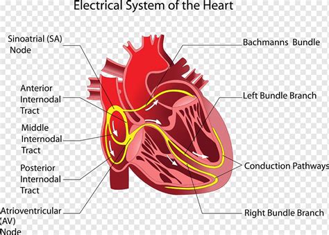Estructura Del Coraz N Humano Png Pngwing