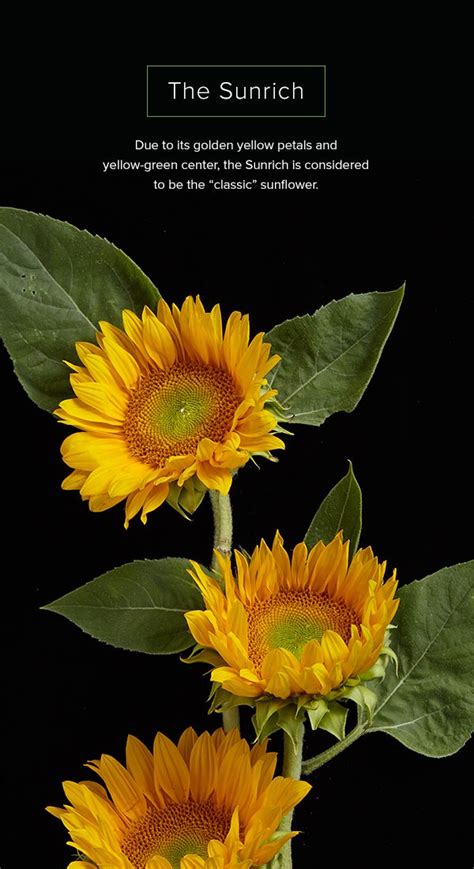 16 Sunflower Facts That Are So Sweet ProFlowers Blog Beautiful