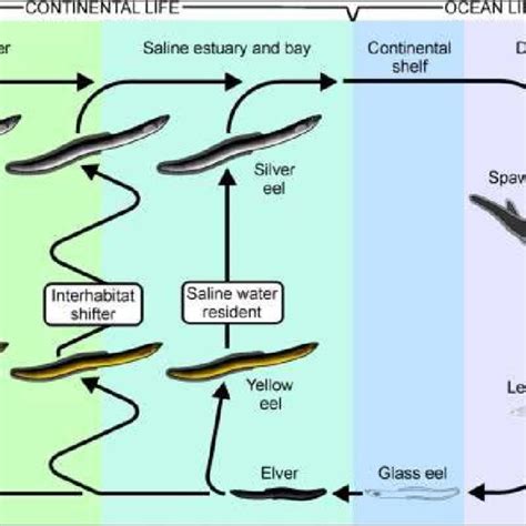 Pdf American Eel Biological Species Report