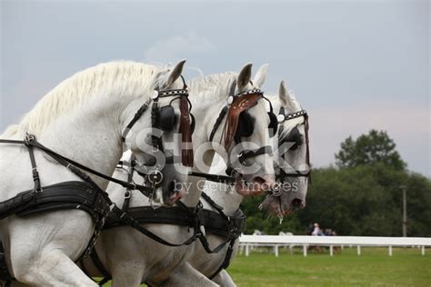 Horse Drawn Carriage Stock Photo | Royalty-Free | FreeImages