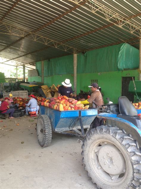 Cacao Farming Process – Cacaitos