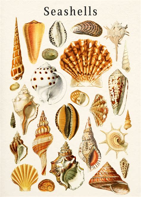 Illustration Artistiques Vintage Seashells Collage Europosters