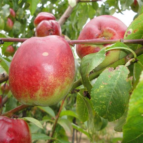 Vente De Nectarine Prunus Persica Var Nucipersica Nectarose