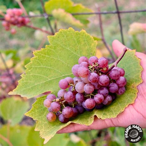 Prairie Hardy Nursery | Artisan Nursery of Edible and Unique Trees