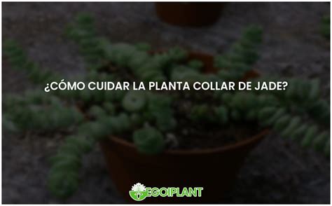 Gu A Completa Para Cuidar La Planta Collar De Jade Egoiplant