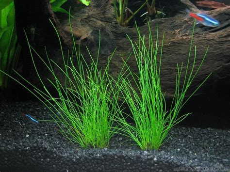 Eleocharis Acicularis In Vitro Exotic Shrimp