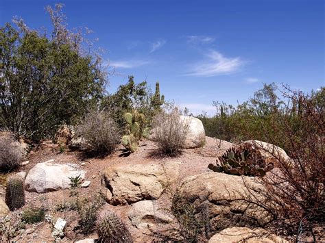 Desert Arizona Cactus - Free photo on Pixabay - Pixabay