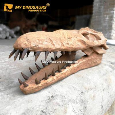 Dorudon Skeleton Realistic Replica | MY DINOSAURS