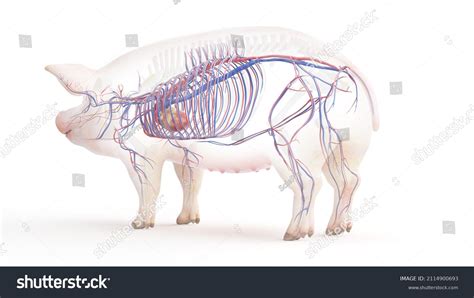 D Rendered Illustration Porcine Anatomy Vascular Stock Illustration