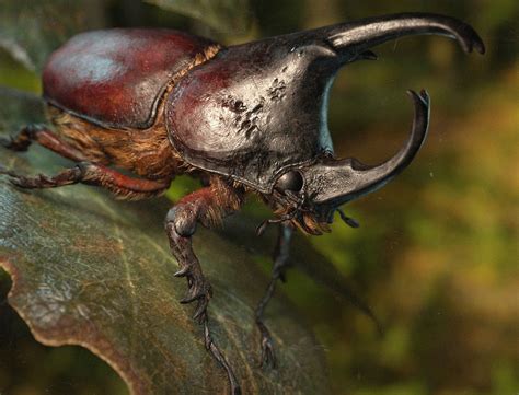 rhinoceros beetle, Konstantin Gubry | Beetle, Beetle insect, Rhinoceros