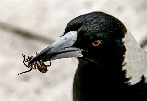 Do Crows Eat Insects? ( Like Beetles, Bugs, And Pests)