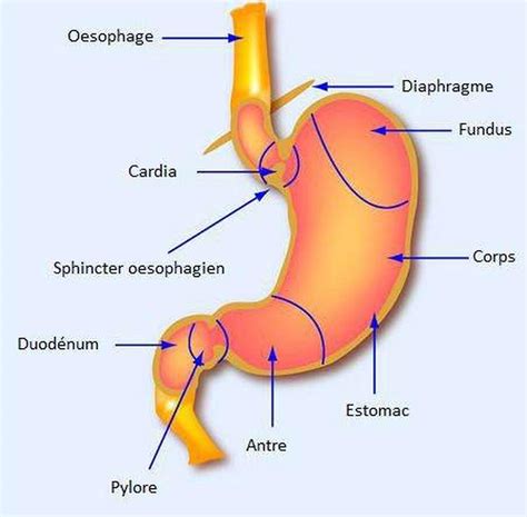 Pictures Of CardiaHealthiack