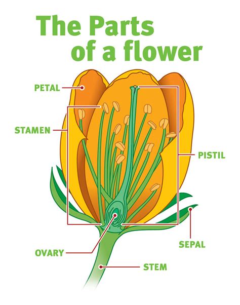 5w-sample-084-flower-anatomy | 5W Blog