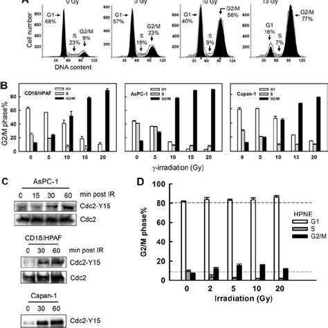 Rac Inhibition Abrogates Ir Induced G M Cell Cycle Arrest In