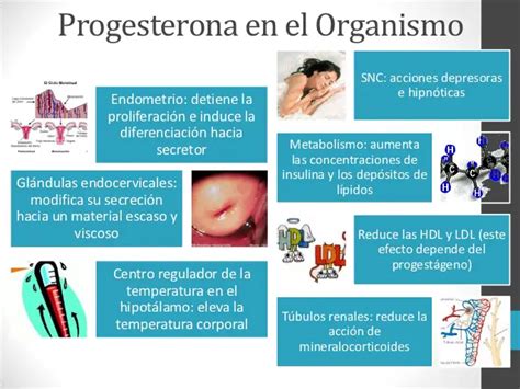 Progesterona Qué Es Para Qué Sirve Significado Y Más