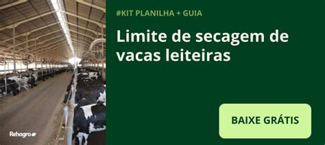 Agrupamento De Vacas Leiteiras Como Ele Ajuda Na Produtividade