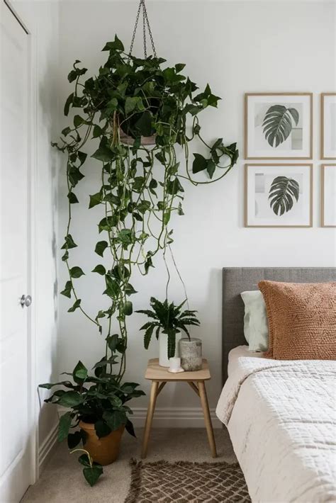 13 Gorgeous Plants to Transform Your Boho Bedroom Instantly | MowersLab