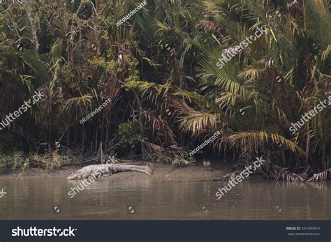 Crocodile Sundarbans National Park Famous Royal Stock Photo 597400919 | Shutterstock