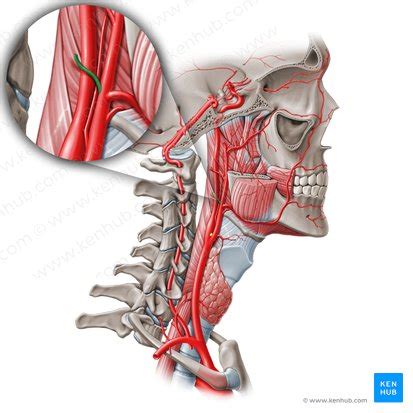 Occipital Artery Anatomy Branches Supply Kenhub