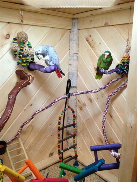 Parrots Chillin In Their Birdie Dream House Parrot Dream House Birdy