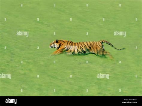 Bengal Tiger Running Through The Grass Wildlife Model Stock Photo Alamy