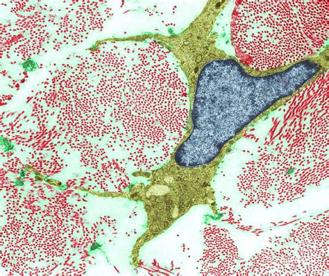 Fibroblast In Connective Tissue Photograph By Jose Calvo Science