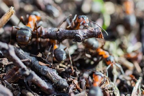 Ant Hill Red Forest Ants Close-up. Red Ants on Forest Floor Stock Photo ...