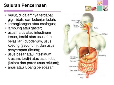 Makalah Tentang Sistem Pencernaan Pada Manusia Hot Sex Picture