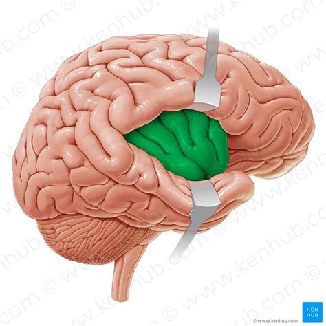 Insular lobe (Insula); Image: Paul Kim | Cerebral cortex, Brain anatomy ...