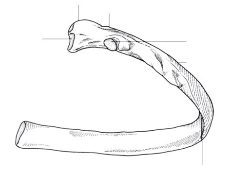 Rib Diagram Quizlet