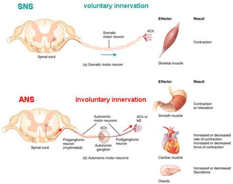 Autonomic Nervous System Flashcards Quizlet