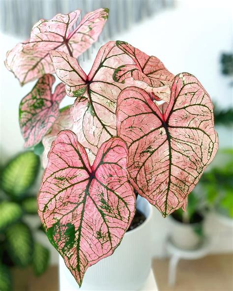 16 Types Of Pink Houseplants