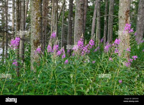 Fireweed Epilobium Angustifolium Flowering In The Boreal Forest Of