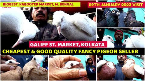 Recent Fancy Pigeon Price Update Galiff Street Cheapest Kabooter