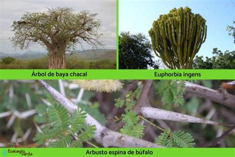 Sin Aliento Generalmente Abolir Caracteristicas De La Sabana Flora Y