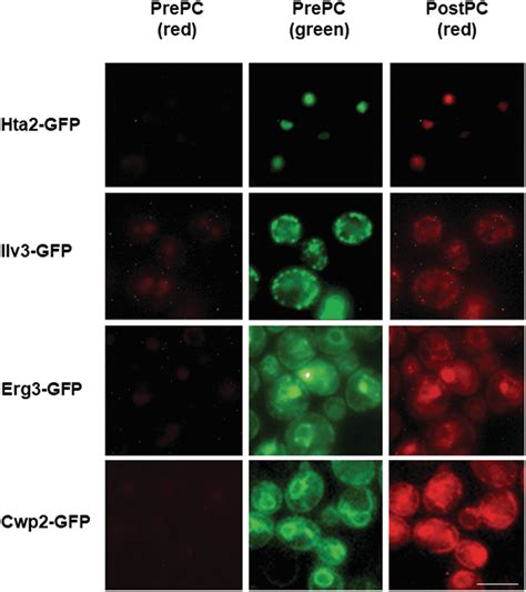 Photoconversion Of Various Yeast Proteins Tagged With Green Fluorescent