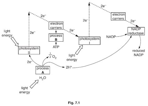 Fig 7 1 Outlines The Process Of Non Cyclic Photophosphorylation In The C