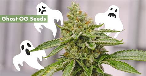 Where to Buy the Best Ghost OG Seeds Online - 10Buds