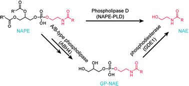 Characterization Of Mice Lacking Candidate N Acyl Ethanolamine