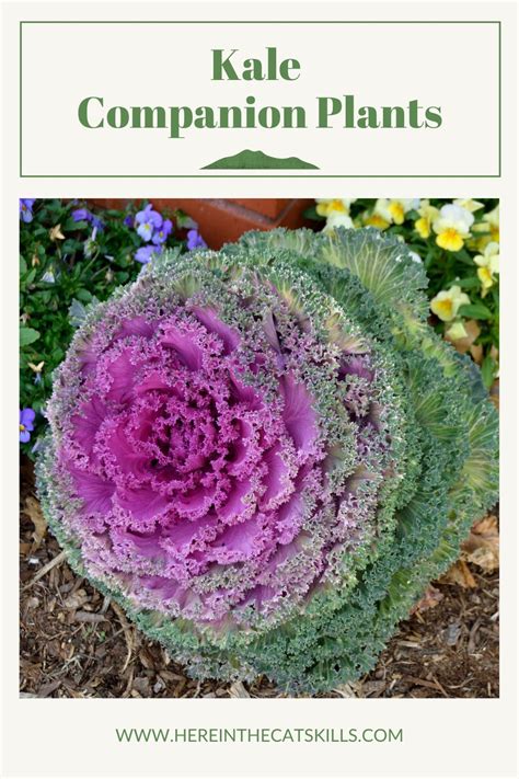 Kale Growing In A Garden With Text Reading Kale Companion Plants