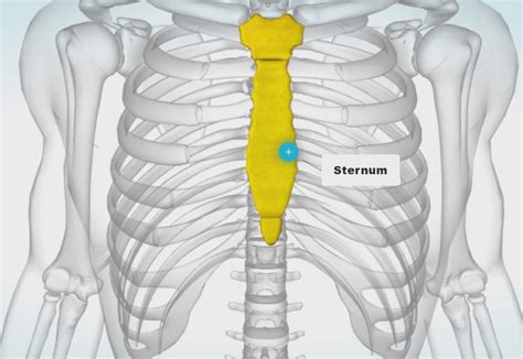 Xiphoid Process Of Sternum